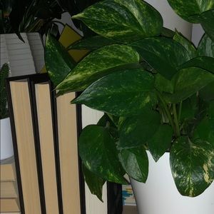 Meet your Posher, Elena